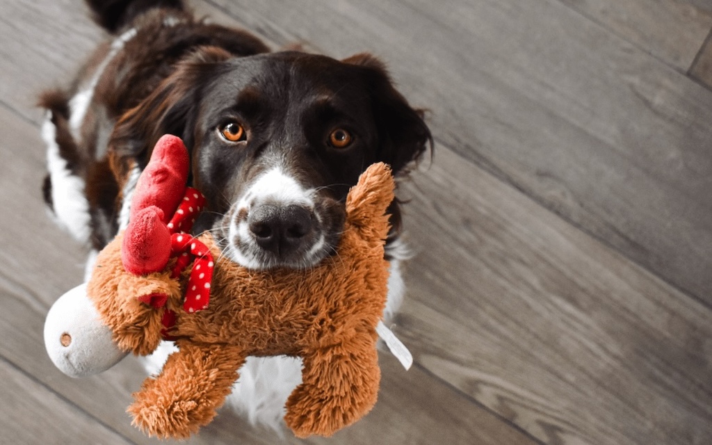 4 Holiday DIY Pet Toy Ideas