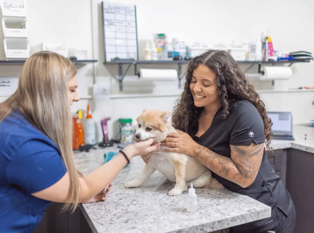 vet-examine-pet-wellness-exam