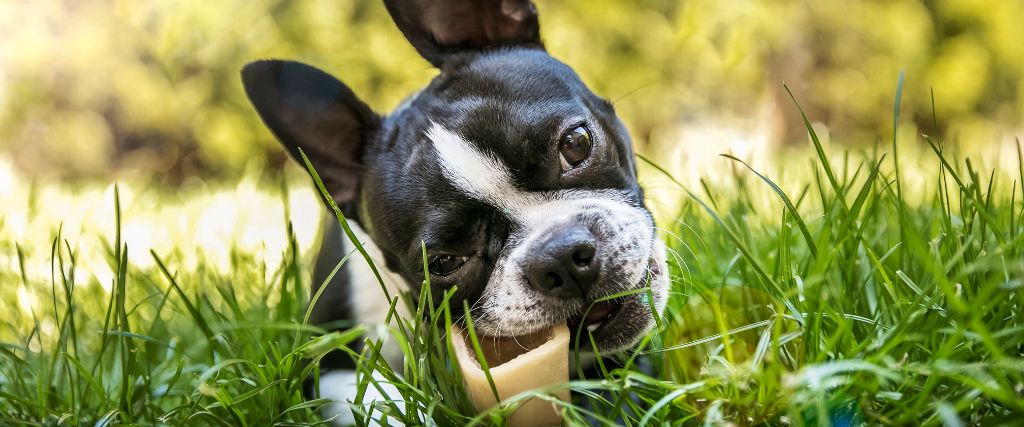 Boston Terriers