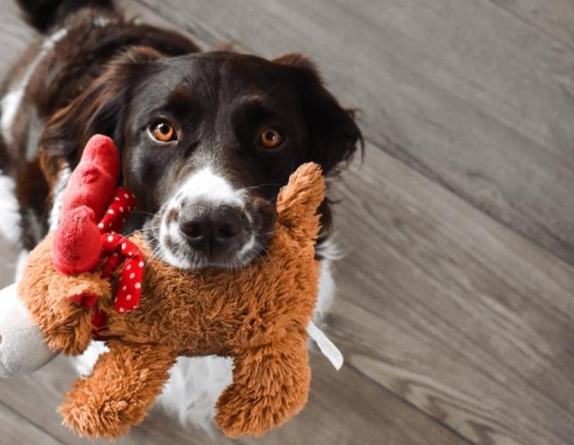 4 Holiday DIY Pet Toy Ideas