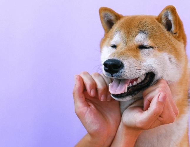 5 Steps to Brushing Your Pet’s Teeth