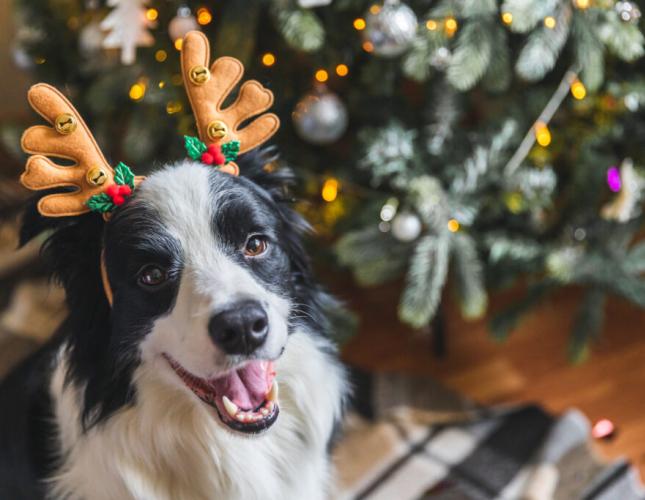 Spending the Holidays With Your Pets!