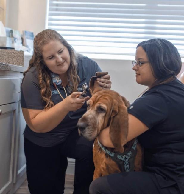 veterinarian-checking-dog-ear