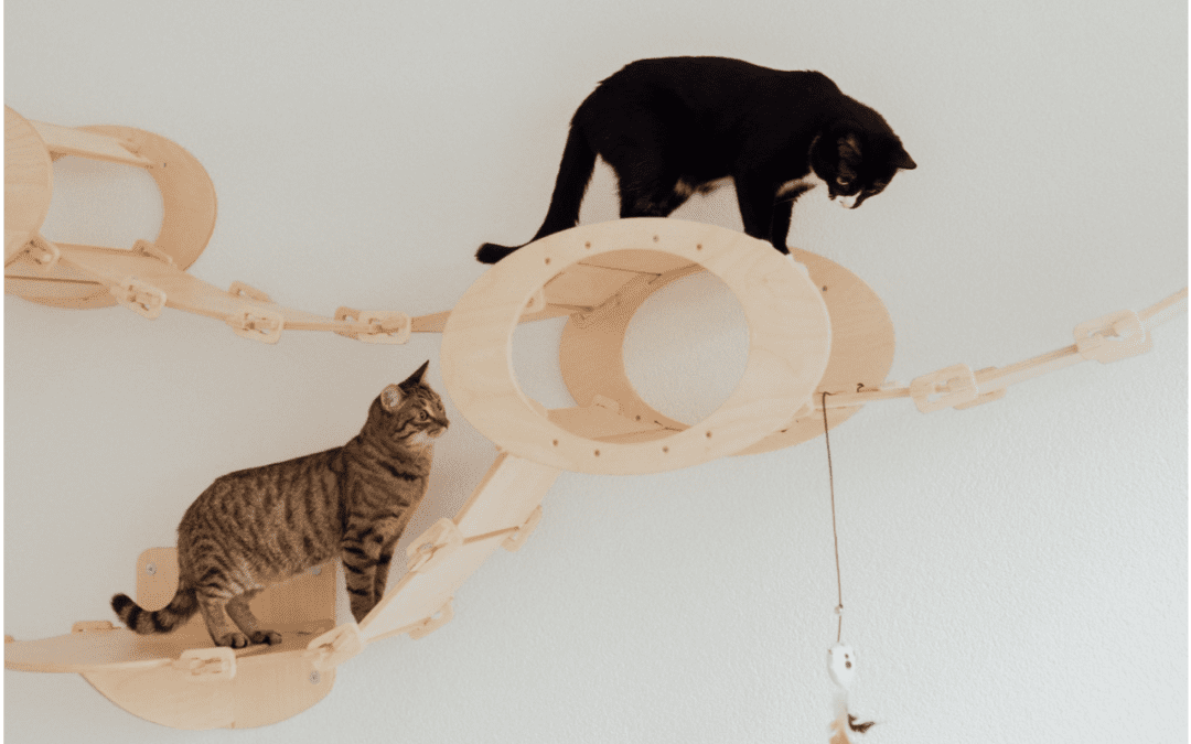 two cats on a cat toy