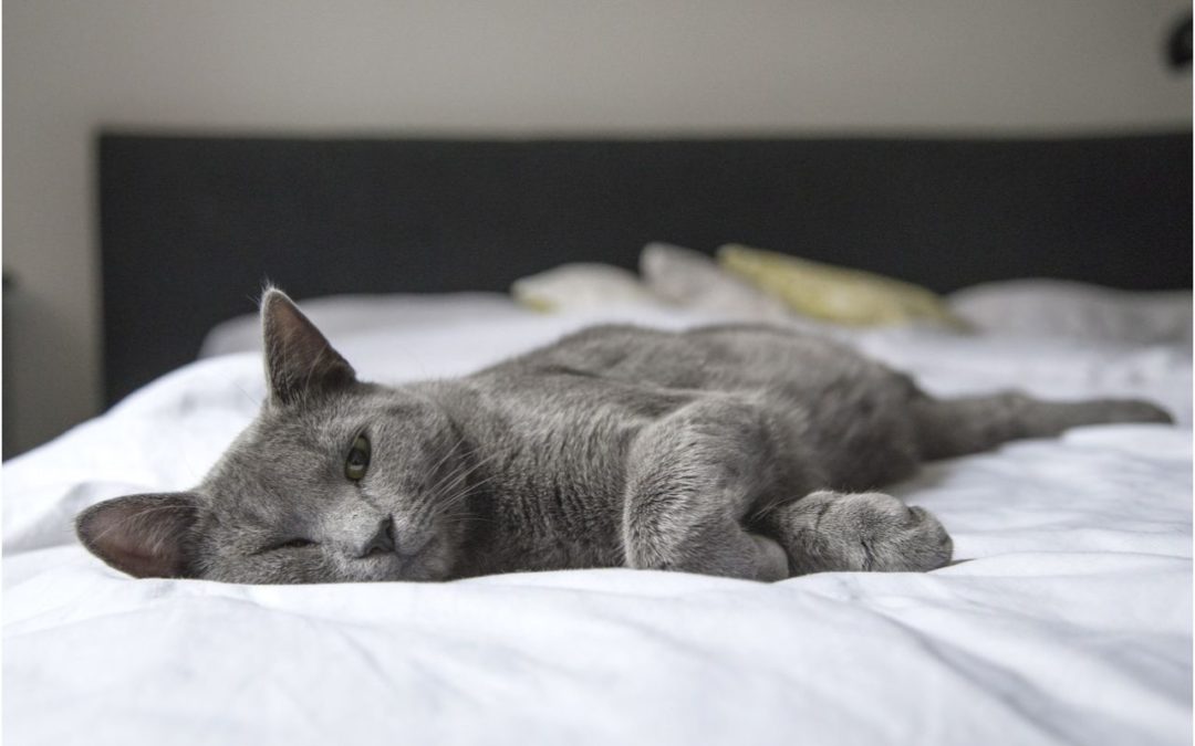 a cat lying on a bed