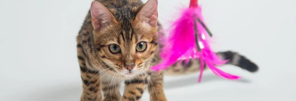Cat playing a toy