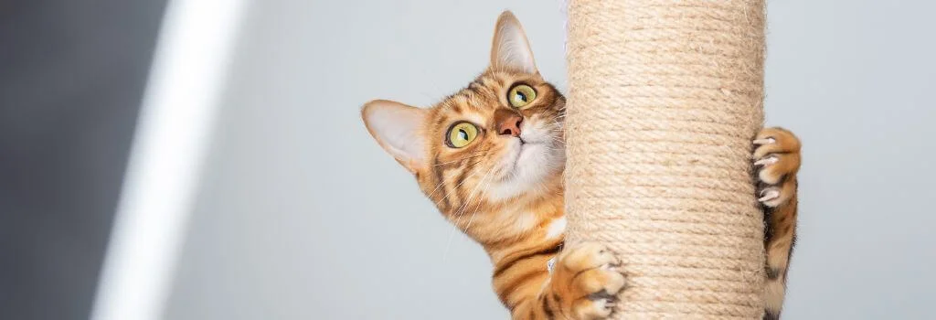Orange tabby cat scratching a rope scratching post