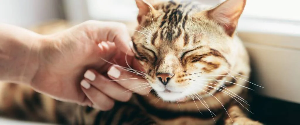 Person gently petting a relaxed tabby cat