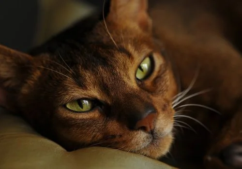 abyssinians cat staring at the camera