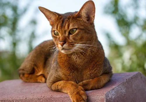 abyssinians cat sitting outdoor
