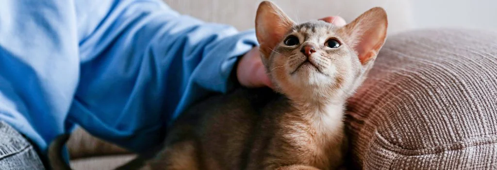 hand touching the had of abyssinians cat