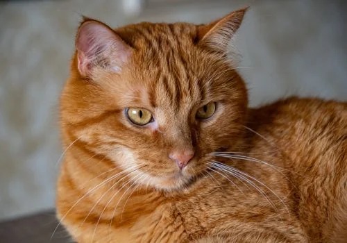 Orange tabby cat resting indoors
