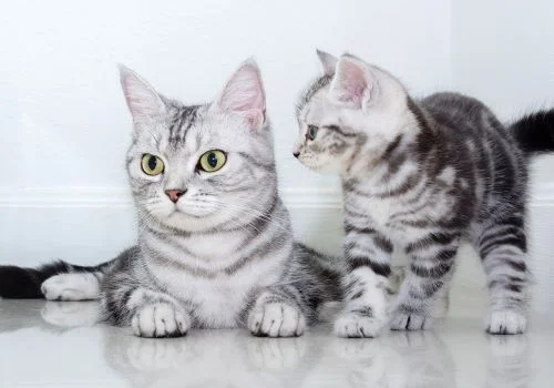 cat resting indoors
