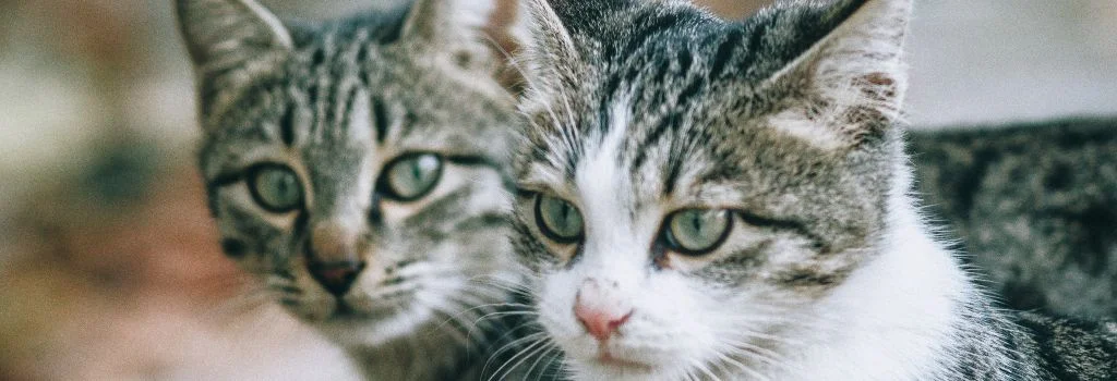 two cat staring