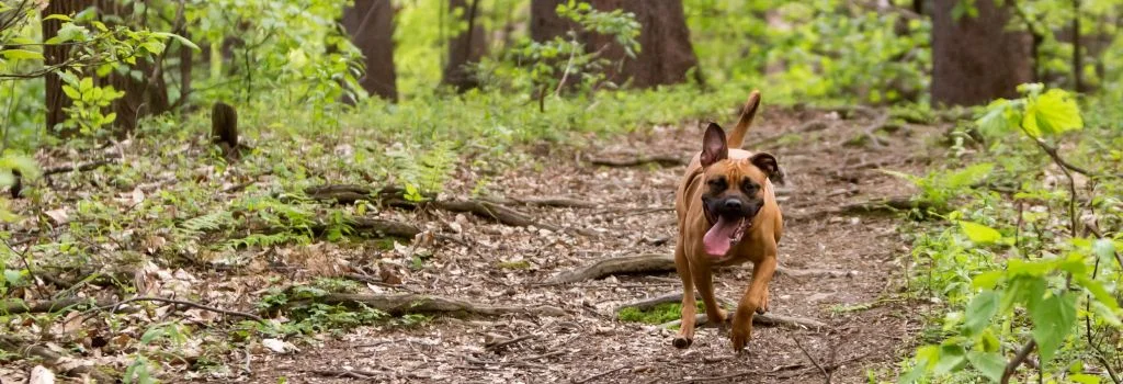 american pitbull running in the field