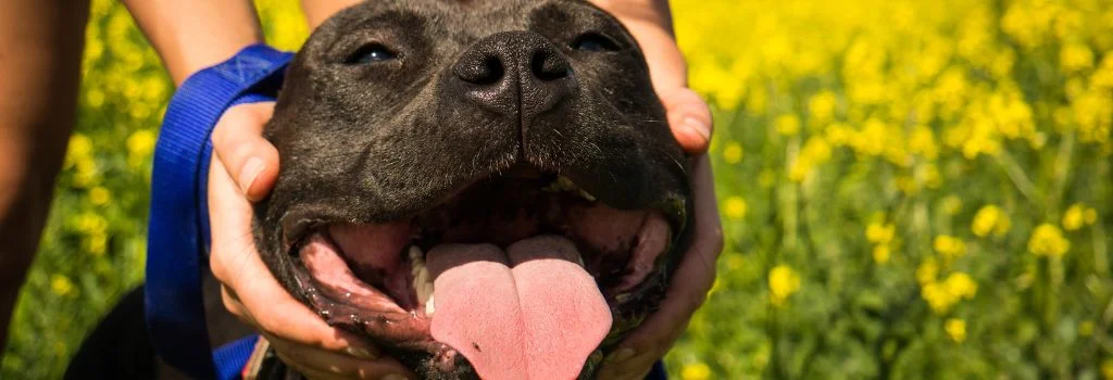 american pit pull smiling