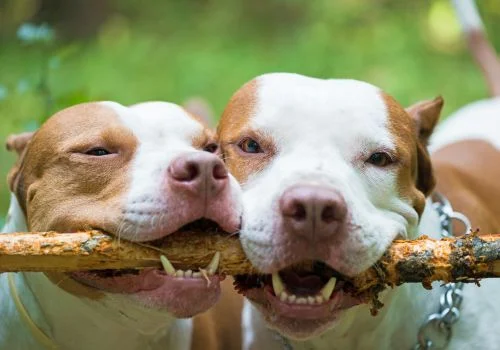 two american pit pull eating stick