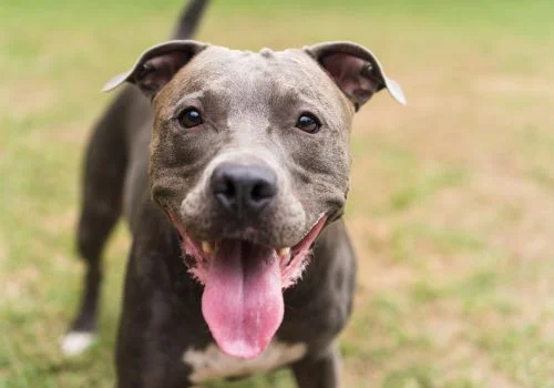 american pit pull staring at the camera