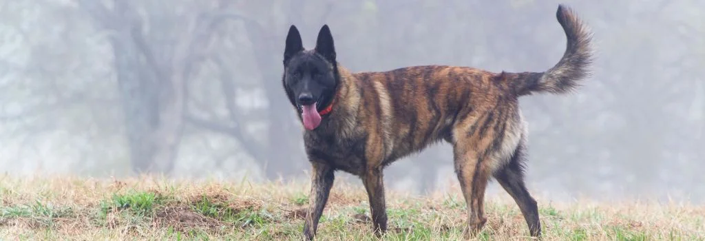 belgian dog standing outdoors