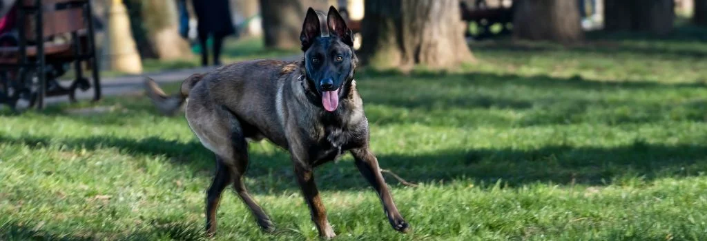 belgian dog running in green grass outdoor