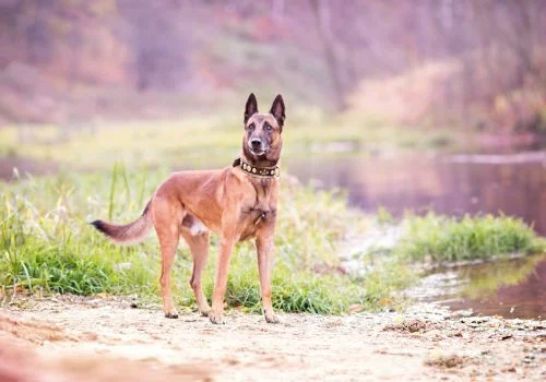 brelgian dog standing in beside in the river