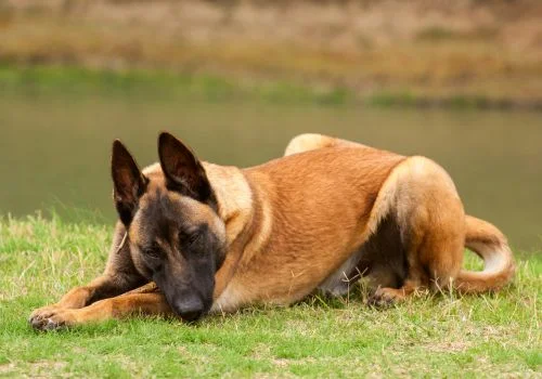 belgian sitting in green grass outdoors