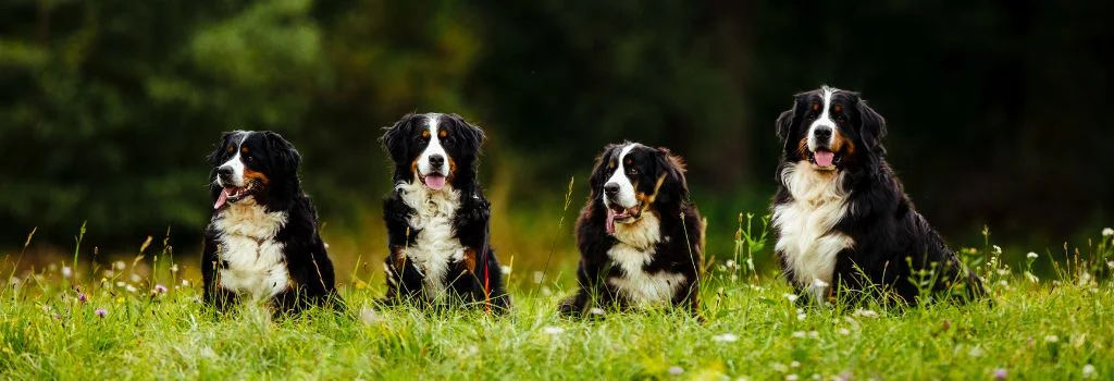 group of bernese dogs in green grass outdoors