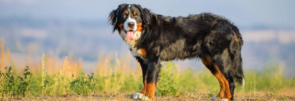 bernese dog in the mountain