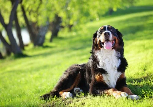 bernese dog sitting in green grass outdoors
