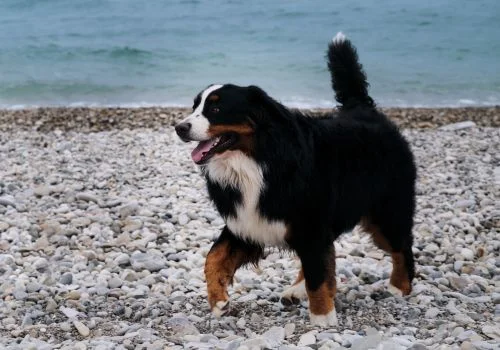 bernese in river standing