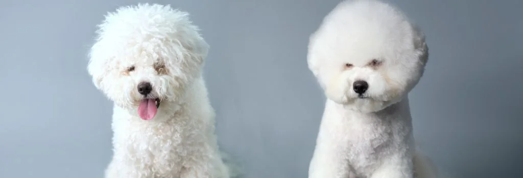 two bichon dog sitting indoors
