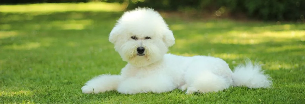 bichon sitting in the green grass outdoors