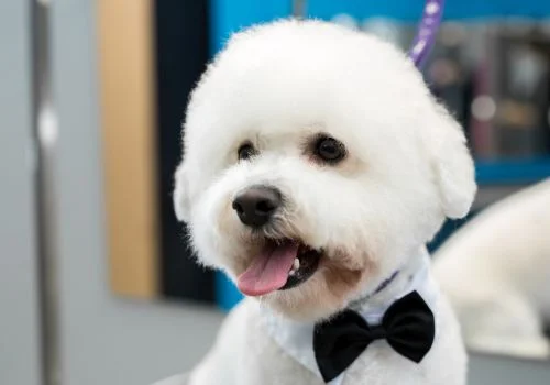 bichon dog smiling with bow tie