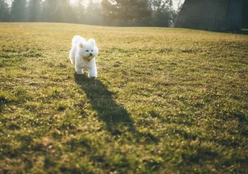 bichon running in the green grass field