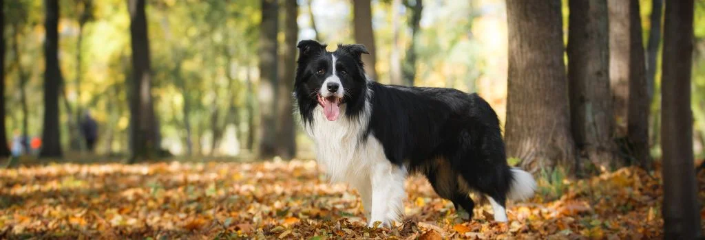 border collie standing in the mountain
