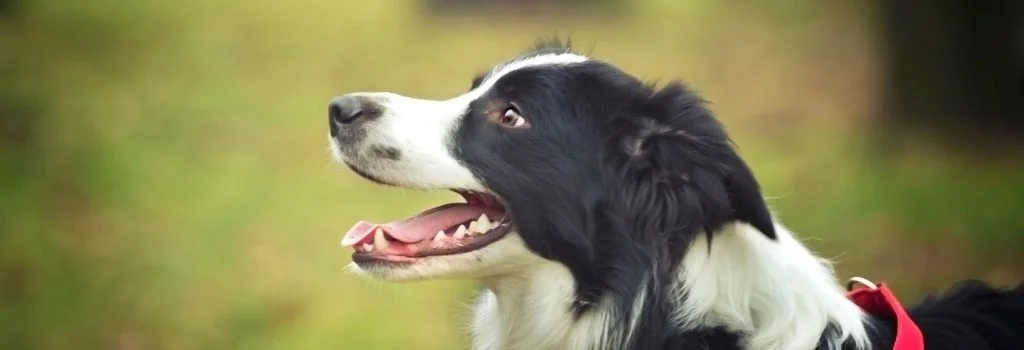 border collie smiling sideview