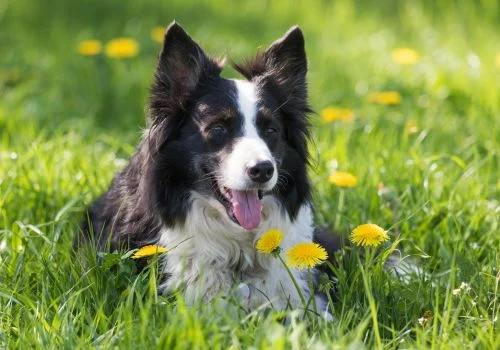 border collie sitting in green grass outdoors