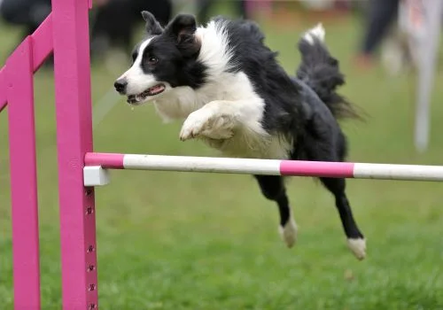 border collie jumping outdoors