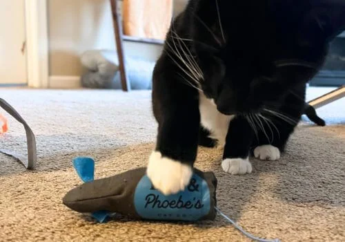 Cat playing a rat toy