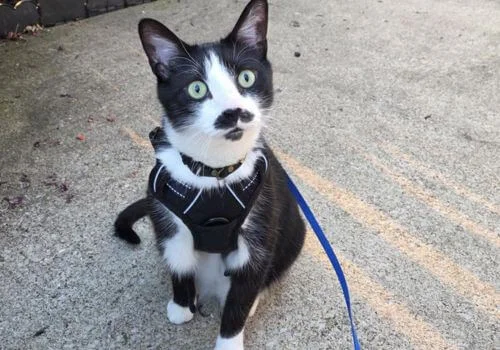 Black and white cat wearing a harness outdoors