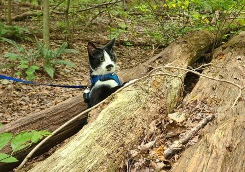 Black and white cat wearing a harness outdoors