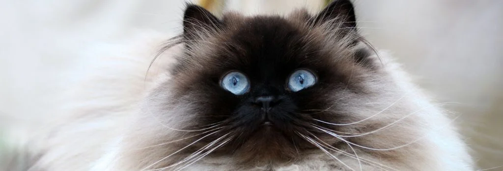 himalayans staring