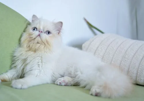 himalayans cat sitting indoors