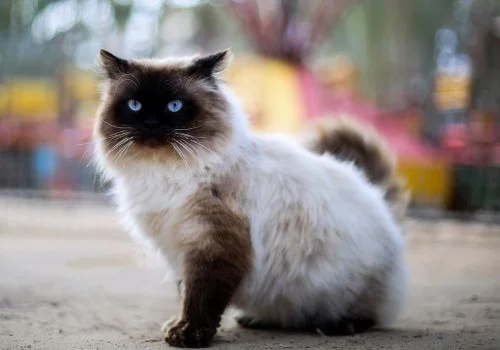 Himalayan cat sitting outdoors