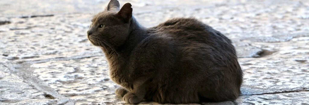 Cat sitting outdoor