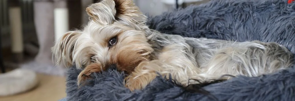 Dog sleeping in couch