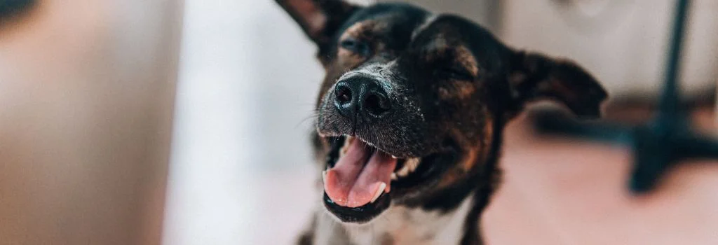 Dog smiling