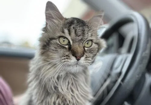 Cat in front seat car