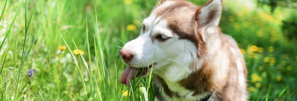 Husky resting in tall grass outdoors