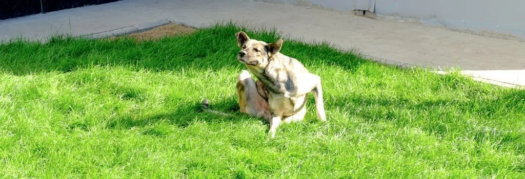 Dog resting in grass outdoors